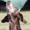 caninefunsports