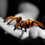 Reptilefreak