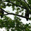 eaglewatcher4
