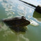 frogwithwings