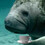 cupofmanatee