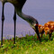 sandhill