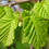 naturalimages