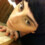 anthonybambee
