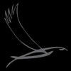 sparrowhawk