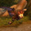 Reaver-Fox