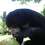 Gnat