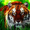 tigerwings