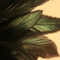 OzEmerald