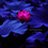 RedLotus