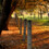 Seasonal Scapes