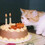 Celticcatphotos