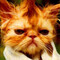smellycat