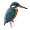 kingfisher