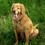 Denalidogphoto