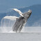 whalegeek