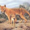 tazzytiger