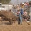 RodeoImagesAus