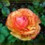 anne mccrary