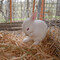bunniegirl