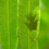 greenfrog153