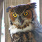 Birds of Prey (Group Profile)