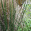 Northcote Community  Gardens