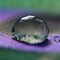 silverdew