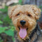 Tucker The Dog