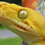 Reptilefreak