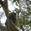 Koalaphoto