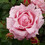 Mayina