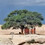 Camelthorn