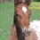 skyhorse