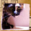 sillykitty