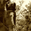 ~ Ademac