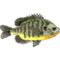 fishfolkart