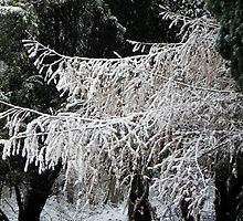 Winter is here-argh! December 2010 by Eileen O'Rourke