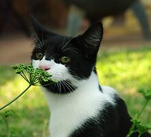 Stop and smell the roses by Deidre Cripwell