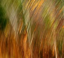 Sylvan Meld by Bill Morgenstern