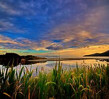 Captain Cook Creek Reeds HDR - Bruny Island, Tasmania, Australia by PC1134