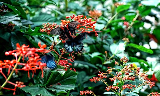A Visit to the Butterfly House In St. Louis Missouri by barnsis A Visit to the Butterfly House In St. Louis Missouri by barnsis