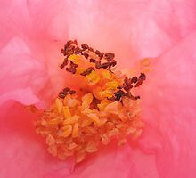 The Inner Workings of a Rose by Barbara McIntyre