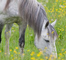 White Lashes Amidst The Buttercups by DigitallyStill