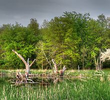 Dead Wood Swamp Before Storm by marshmaven