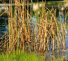 Swamp Grass and Shimmering Lake by marshmaven