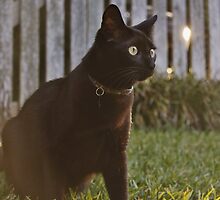 Omar at Dusk by LauraBroussard
