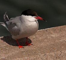 Common Tern by Jon Lees