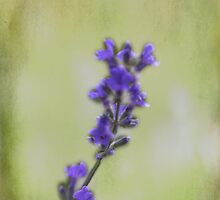 Lonely Lavender by Renee Blake