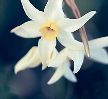 Virtuous by Josie Eldred